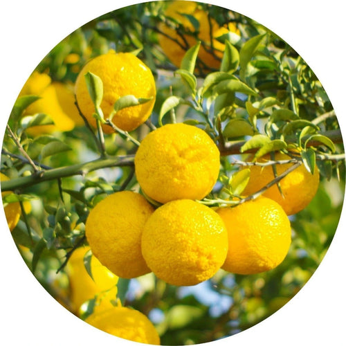 LIVING LIBATIONS Yuzu Essential Oil ALWAYS SHOW