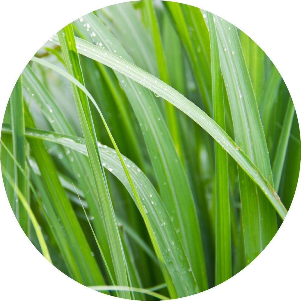 LIVING LIBATIONS Palmarosa Essential Oil 15